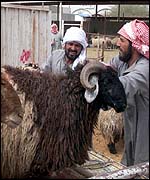 Saudis bring sheep to the meat market in the capital, Riyadh
