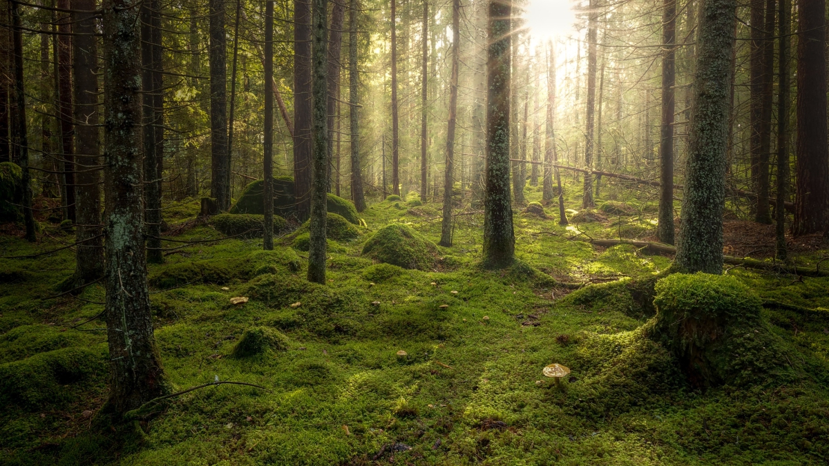 Green forest with beautiful light from the sun shining between the ...